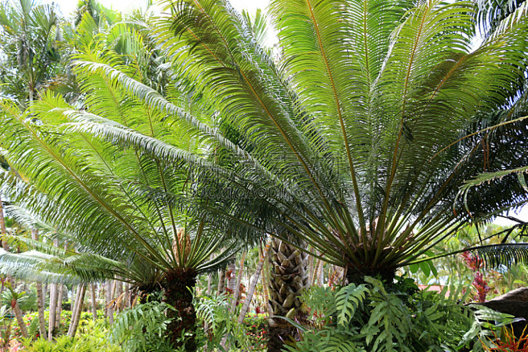 GIANT DIOON (DIOON SPINULOSUM)
