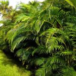 Areca Palm Jungle Plants