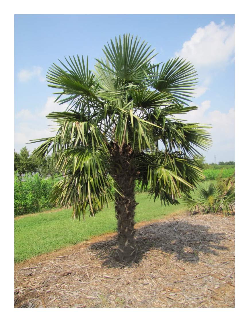 Trachycarpus Fortunei Palm