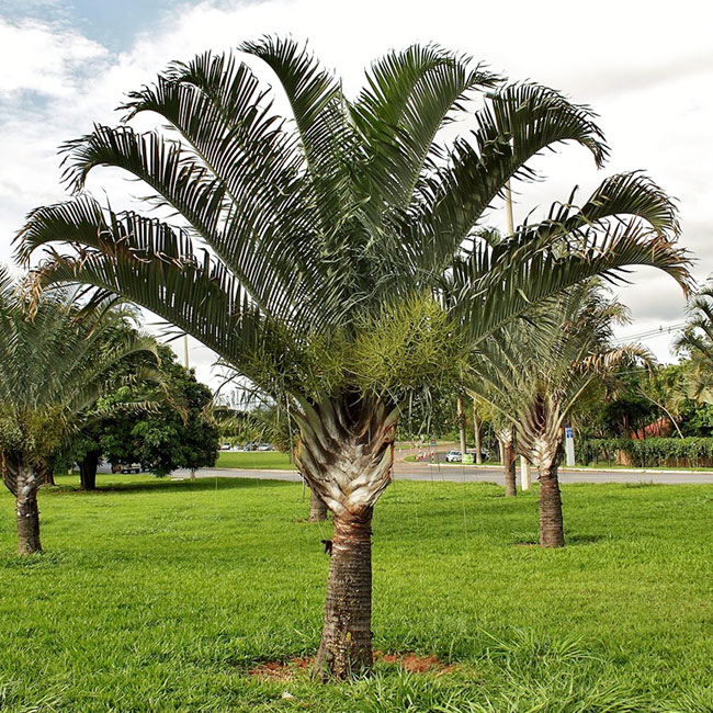 Dypsis Decaryi Palm